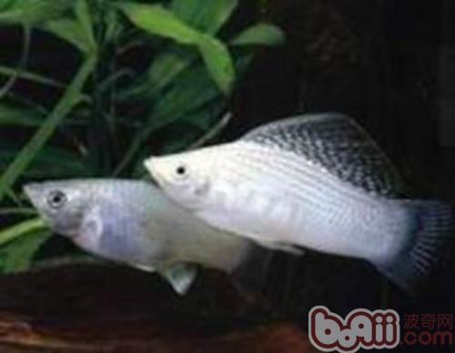 摩利魚