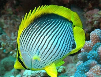 黑背蝴蝶魚