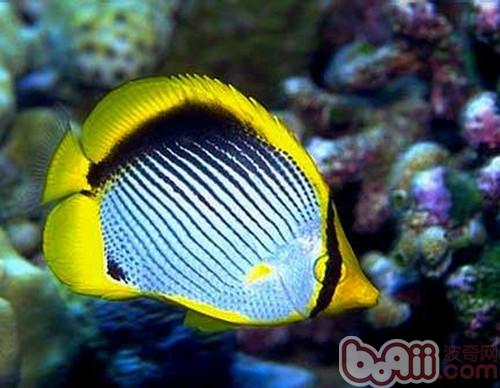 黑背蝴蝶魚