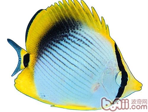 黑背蝴蝶魚