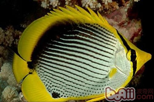 黑背蝴蝶魚