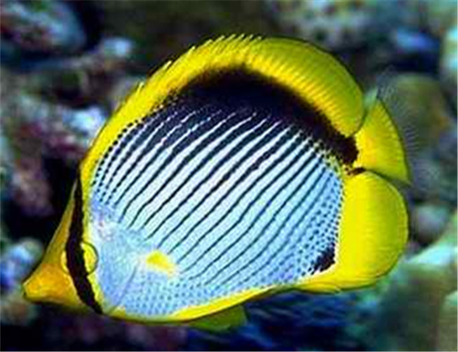 黑背蝴蝶魚