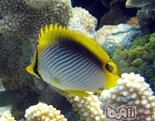 黑背蝴蝶魚