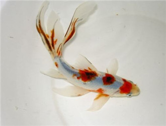 五花長尾草金魚