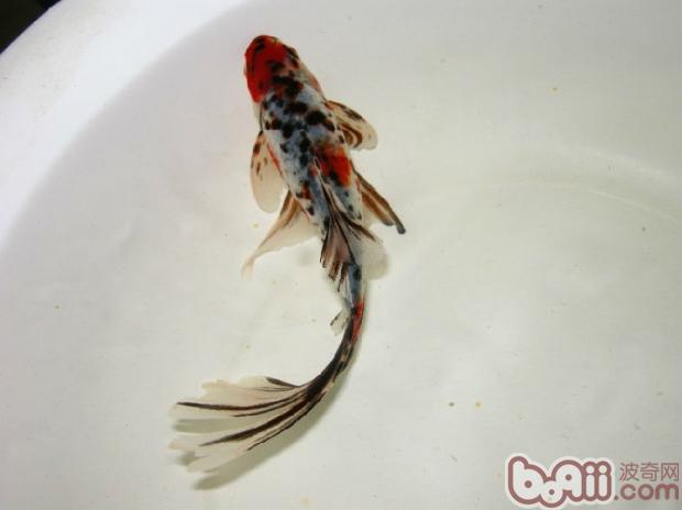 五花長尾草金魚