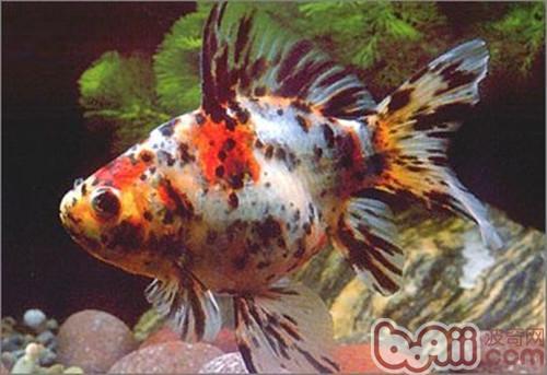 五花長尾金魚