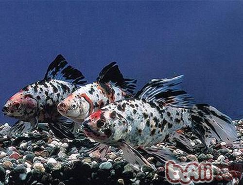 五花長尾草金魚