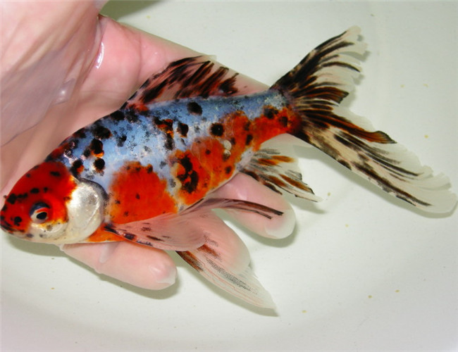 五花長尾草金魚