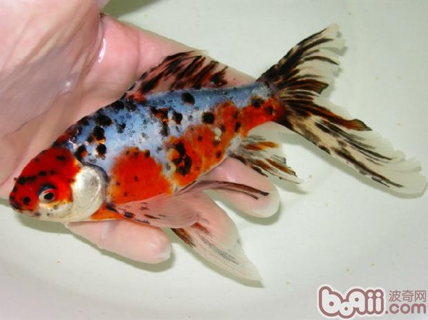 五花長尾草金魚