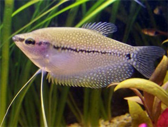 白兔魚