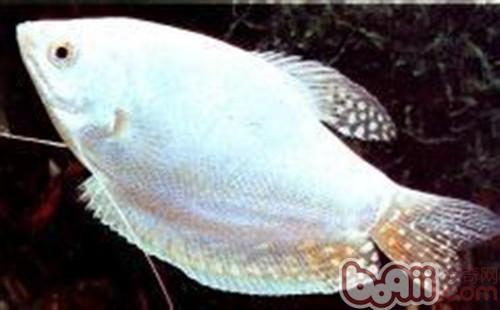 白兔魚