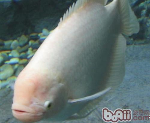 白兔魚