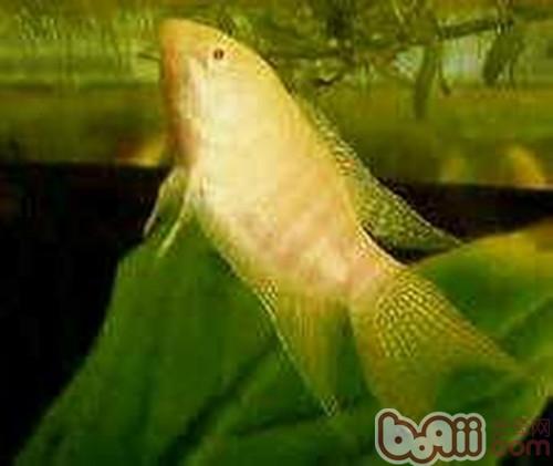 白兔魚