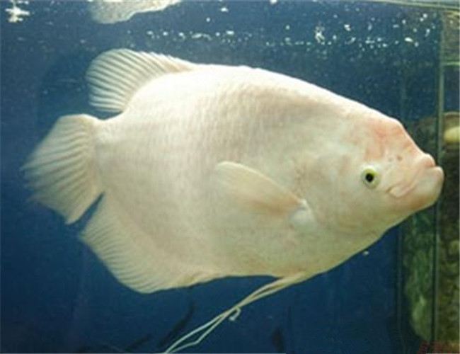白兔魚