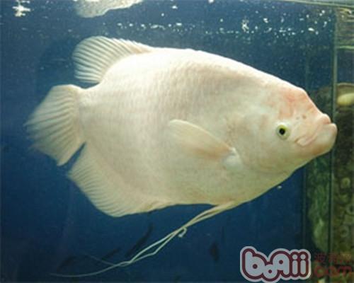 白兔魚