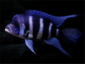 短鼻六間魚