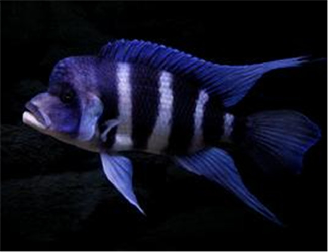 短鼻六間魚