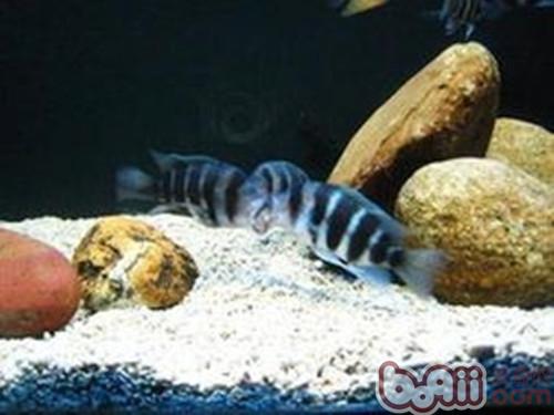 短鼻六間魚