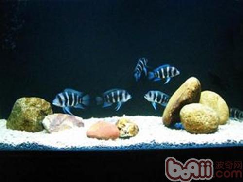 短鼻六間魚