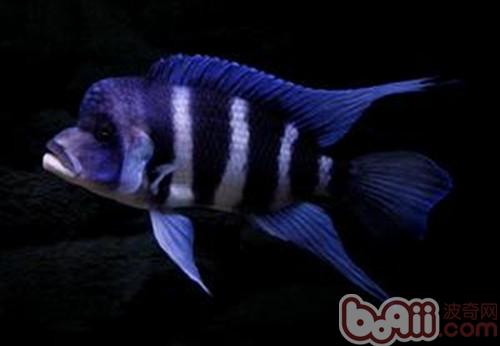 短鼻六間魚