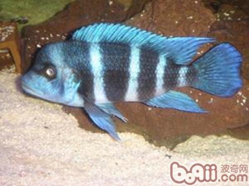 短鼻六間魚