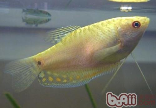 黃曼龍魚