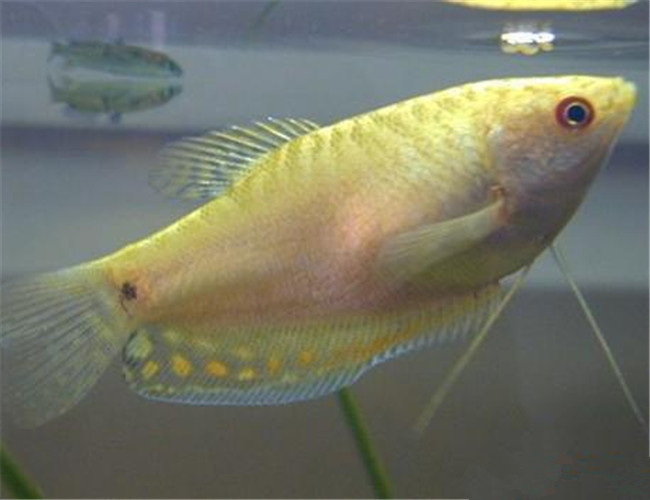 黃曼龍魚