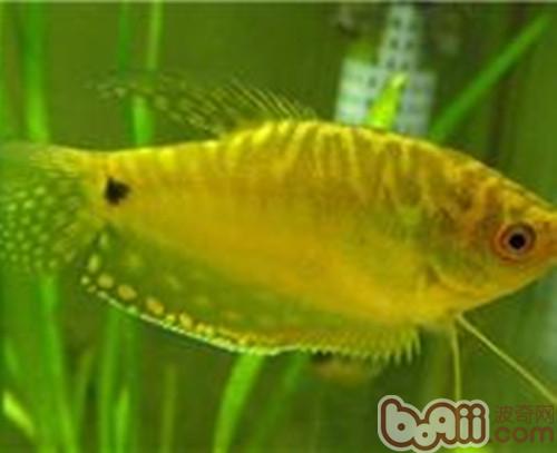 黃曼龍魚