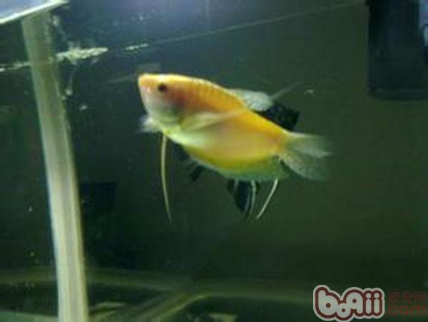 黃曼龍魚