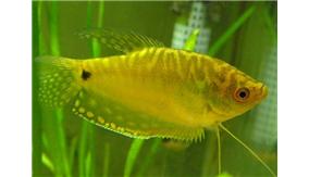 黃曼龍魚