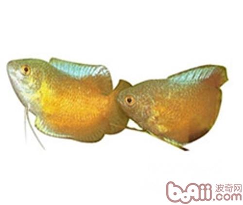 黃曼龍魚