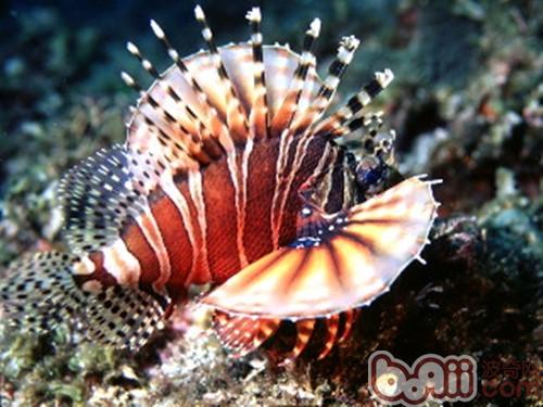 短須獅子魚