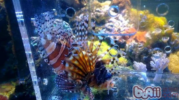 短須獅子魚