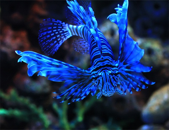 短須獅子魚