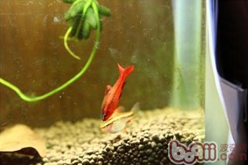 櫻桃燈魚