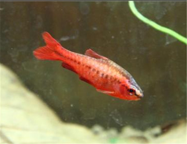 櫻桃燈魚