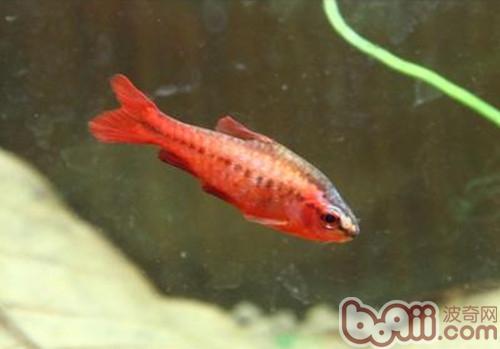 櫻桃燈魚
