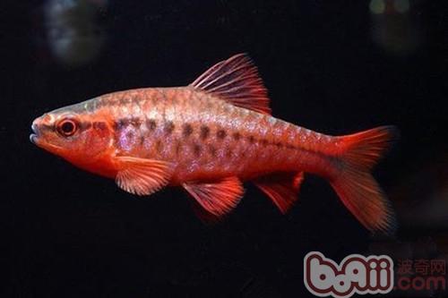 櫻桃燈魚