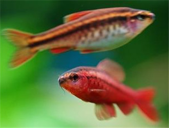 櫻桃燈魚