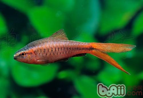 櫻桃燈魚