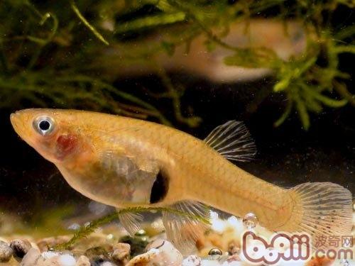 食蚊魚