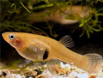 食蚊魚