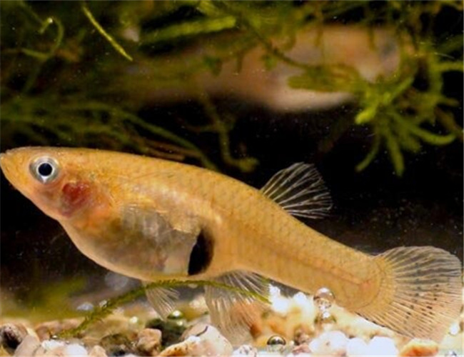 食蚊魚