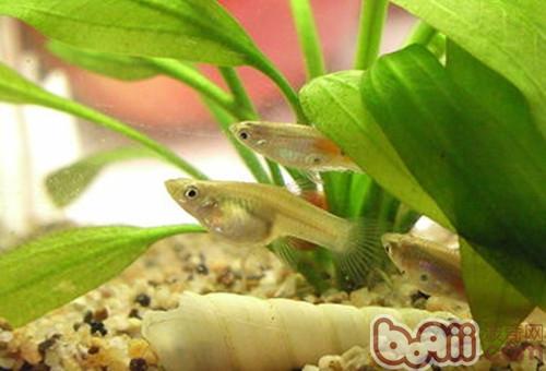 食蚊魚