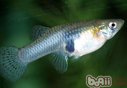 食蚊魚