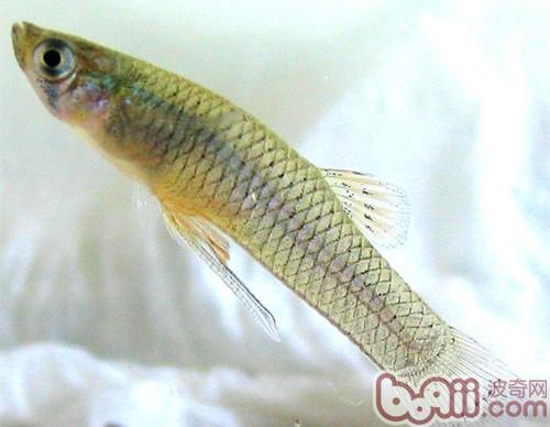 食蚊魚