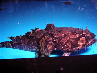 三棘獅子魚