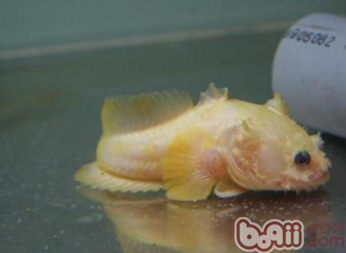 三棘獅子魚
