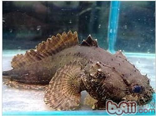 三棘獅子魚