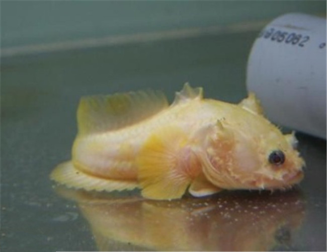 三棘獅子魚